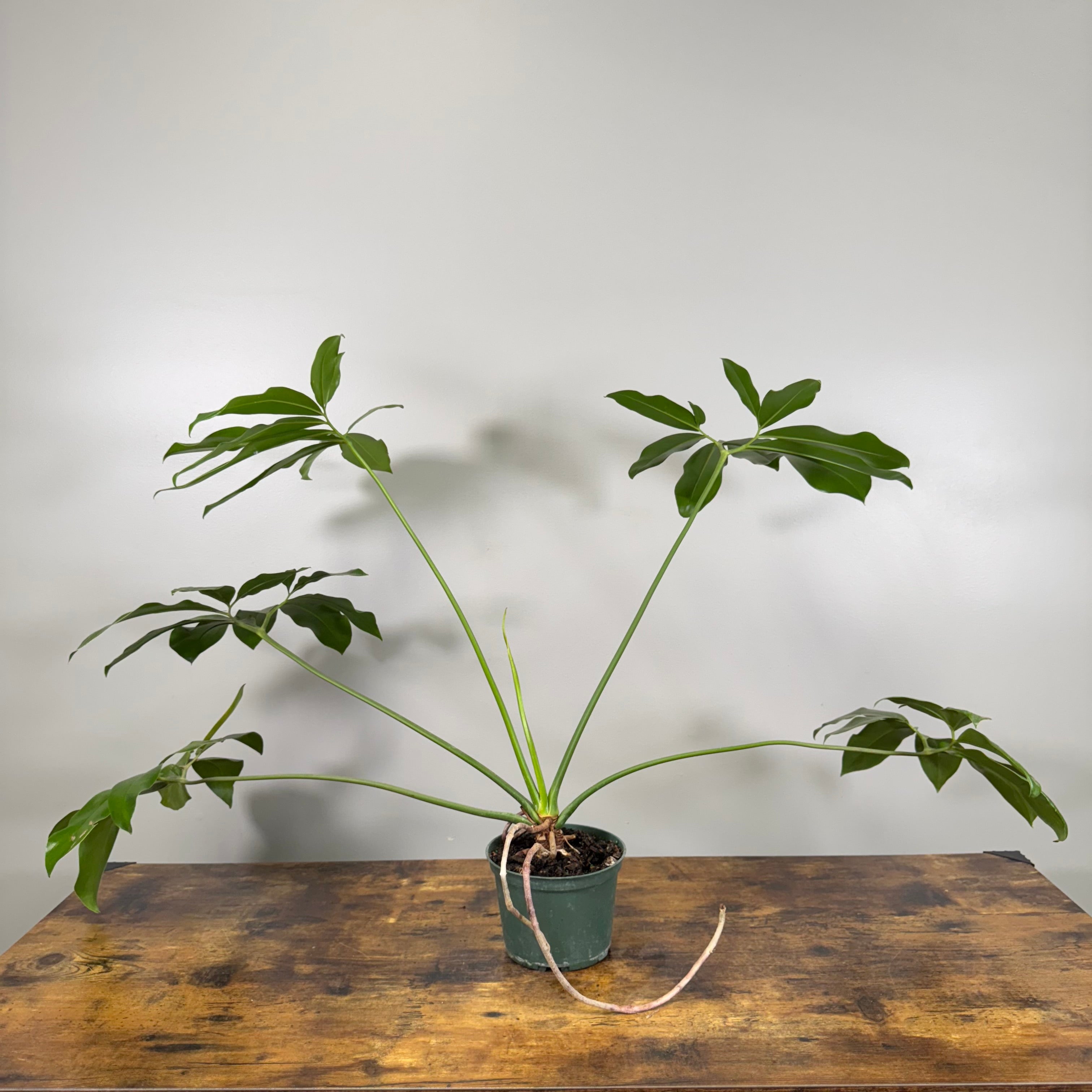 goeldii philodendron Philodendron 'Goeldii' – Wasson Nursery
