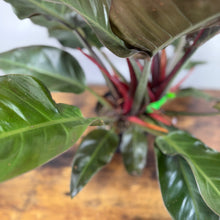 Load image into Gallery viewer, Philodendron &#39;Imperial Cardinal&#39;