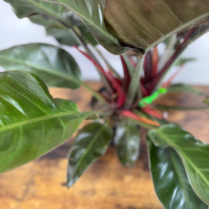 Philodendron 'Imperial Cardinal'