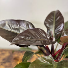 Load image into Gallery viewer, Philodendron &#39;Imperial Cardinal&#39;