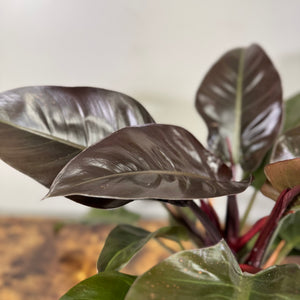 Philodendron 'Imperial Cardinal'