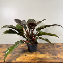 Load image into Gallery viewer, Philodendron &#39;Imperial Cardinal&#39;