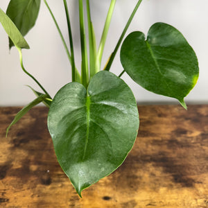 Monstera 'Cutleaf'