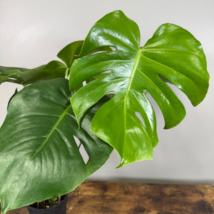 Monstera 'Cutleaf'