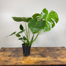 Load image into Gallery viewer, Monstera &#39;Cutleaf&#39;