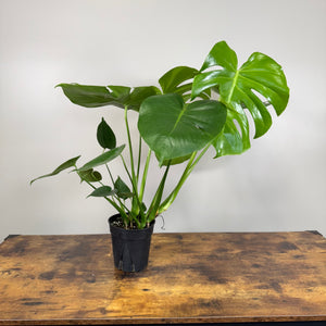 Monstera 'Cutleaf'