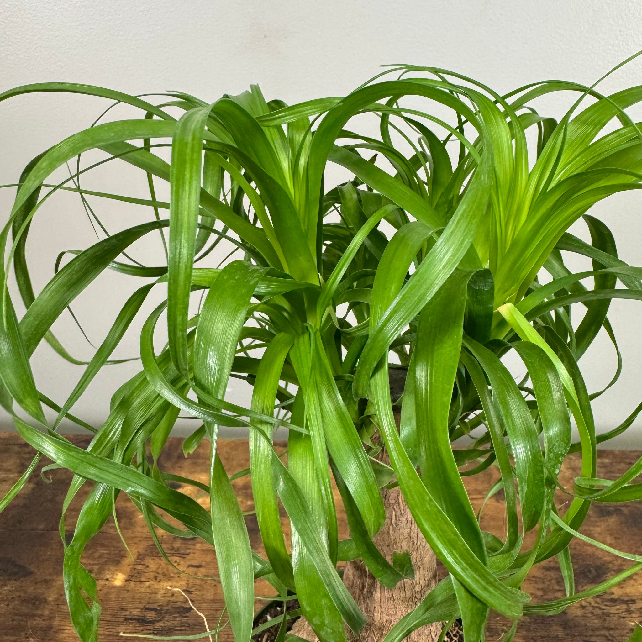 ponytail palm curly leaves Beaucarnea 'Ponytail Palm' Multi-Stem Indoor Plant – Wasson Nursery