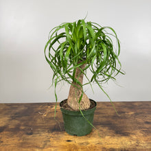 Load image into Gallery viewer, Beaucarnea &#39;Ponytail Palm&#39;