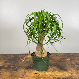 6 ponytail palm Beaucarnea 'Ponytail Palm' Multi-Stem Indoor Plant – Wasson Nursery