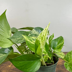 Epipremnum 'Hawaiian' Pothos