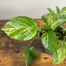 Load image into Gallery viewer, Epipremnum &#39;Hawaiian&#39; Pothos