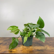 Load image into Gallery viewer, Epipremnum &#39;Hawaiian&#39; Pothos