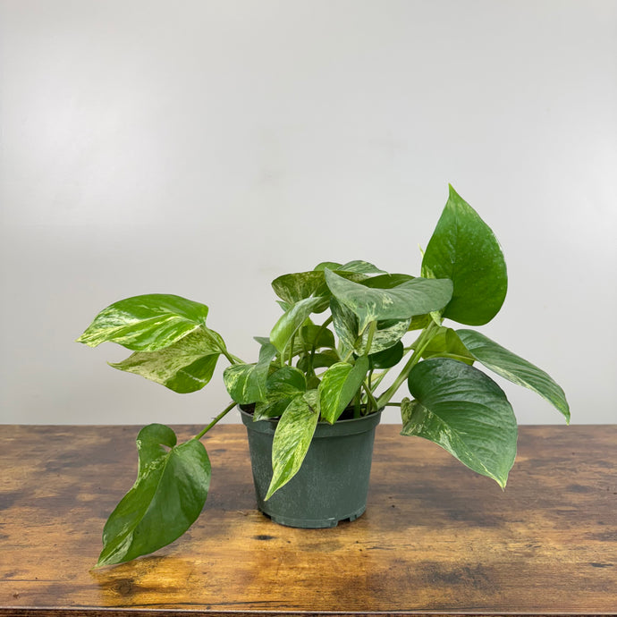 Epipremnum 'Hawaiian' Pothos