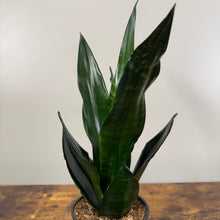 Load image into Gallery viewer, Sansevieria &#39;Black Dragon&#39; Snake Plant