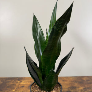 Sansevieria 'Black Dragon' Snake Plant