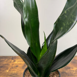 Sansevieria 'Black Dragon' Snake Plant