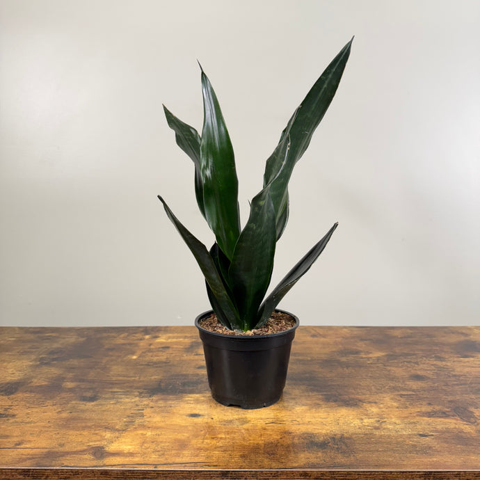 Sansevieria 'Black Dragon' Snake Plant