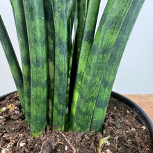sansevieria fernwood mikado scientific name Sansevieria 'Fernwood Mikado'