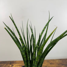 Load image into Gallery viewer, Sansevieria &#39;Fernwood Mikado&#39; Snake Plant