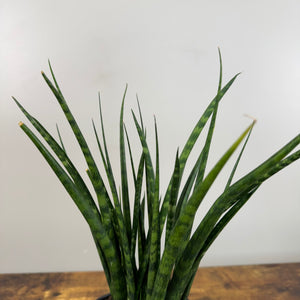 Sansevieria 'Fernwood Mikado' Snake Plant