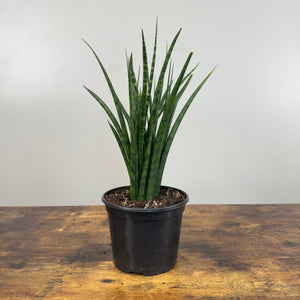 Sansevieria 'Fernwood Mikado' Snake Plant