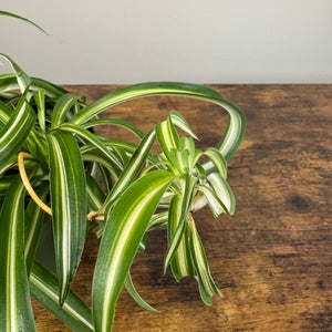 Chlorophytum 'Variegated Bonnie' Spider Plant