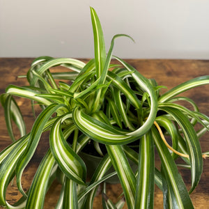 Chlorophytum 'Variegated Bonnie' Spider Plant