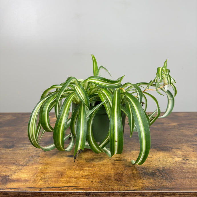 Chlorophytum 'Variegated Bonnie' Spider Plant