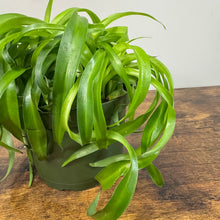 Load image into Gallery viewer, Chlorophytum &#39;Green Bonnie&#39; Spider Plant