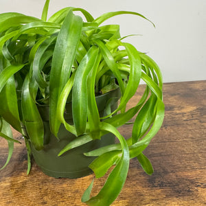 Chlorophytum 'Green Bonnie' Spider Plant