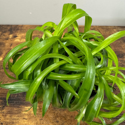 Chlorophytum 'Green Bonnie' Spider Plant