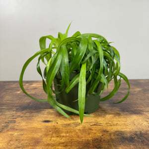 Chlorophytum 'Green Bonnie' Spider Plant