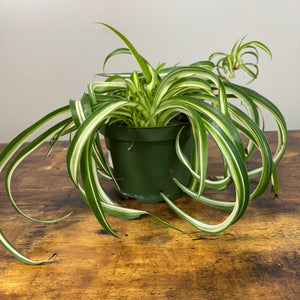 Chlorophytum 'Green Bonnie' Spider Plant