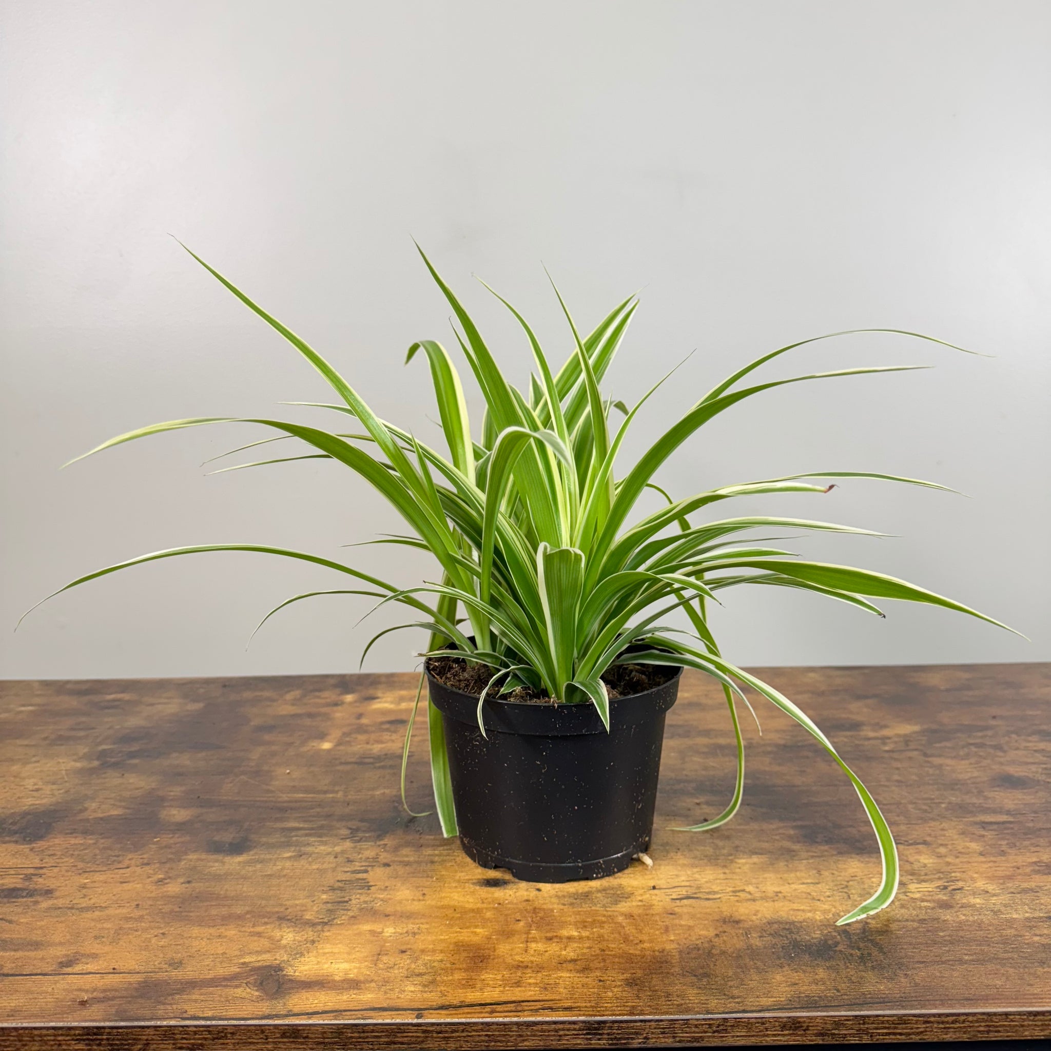 spider plant. chlorophytum comosum 'vittatum' Chlorophytum 'Vittatum' Spider Plant – Wasson Nursery