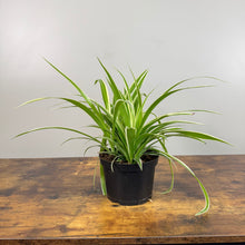 Load image into Gallery viewer, Chlorophytum &#39;Vittatum&#39; Spider Plant