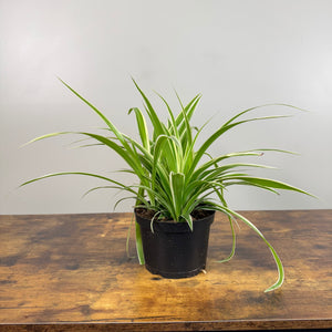 Chlorophytum 'Vittatum' Spider Plant