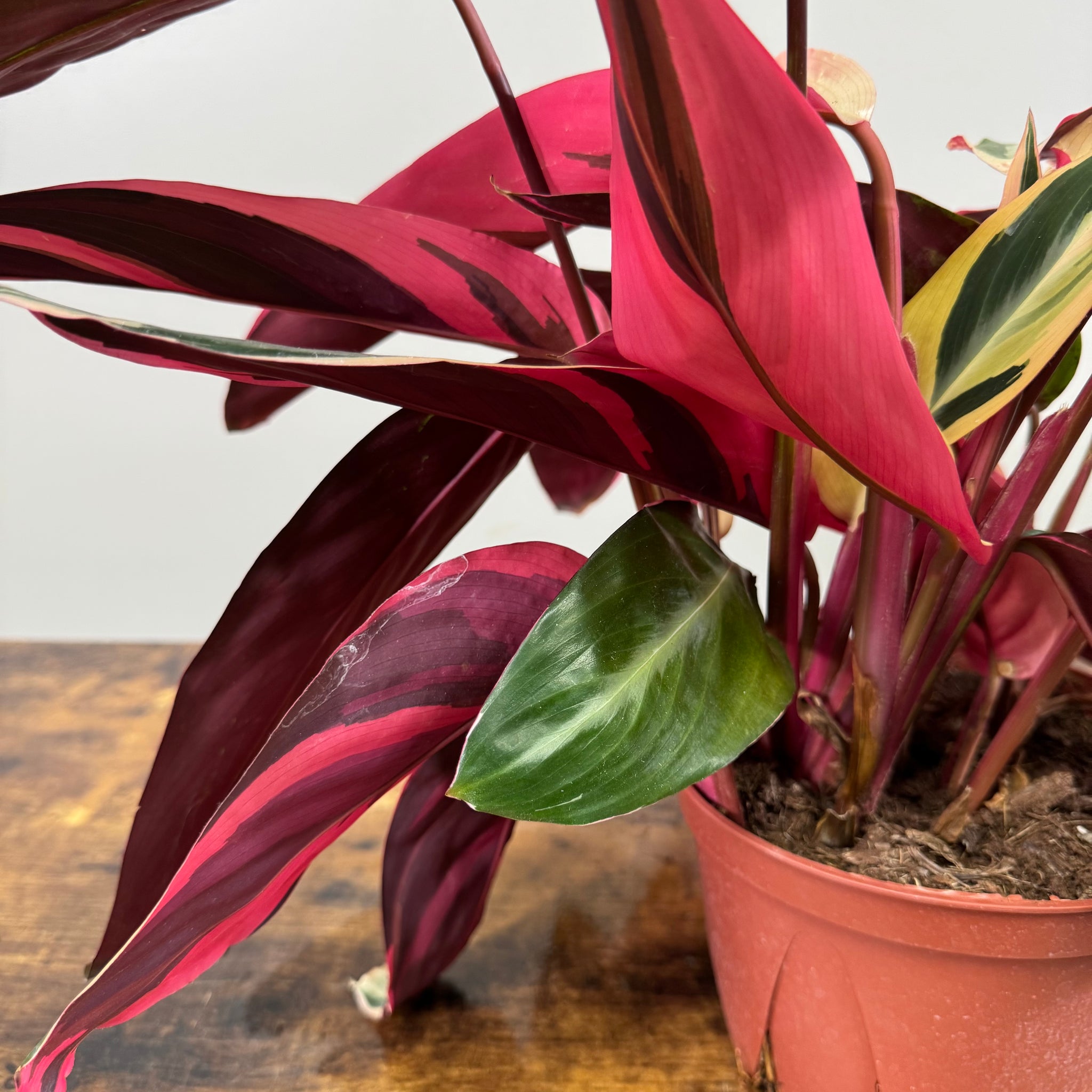 tricolor prayer plant stromanthe triostar Stromanthe 'Triostar'