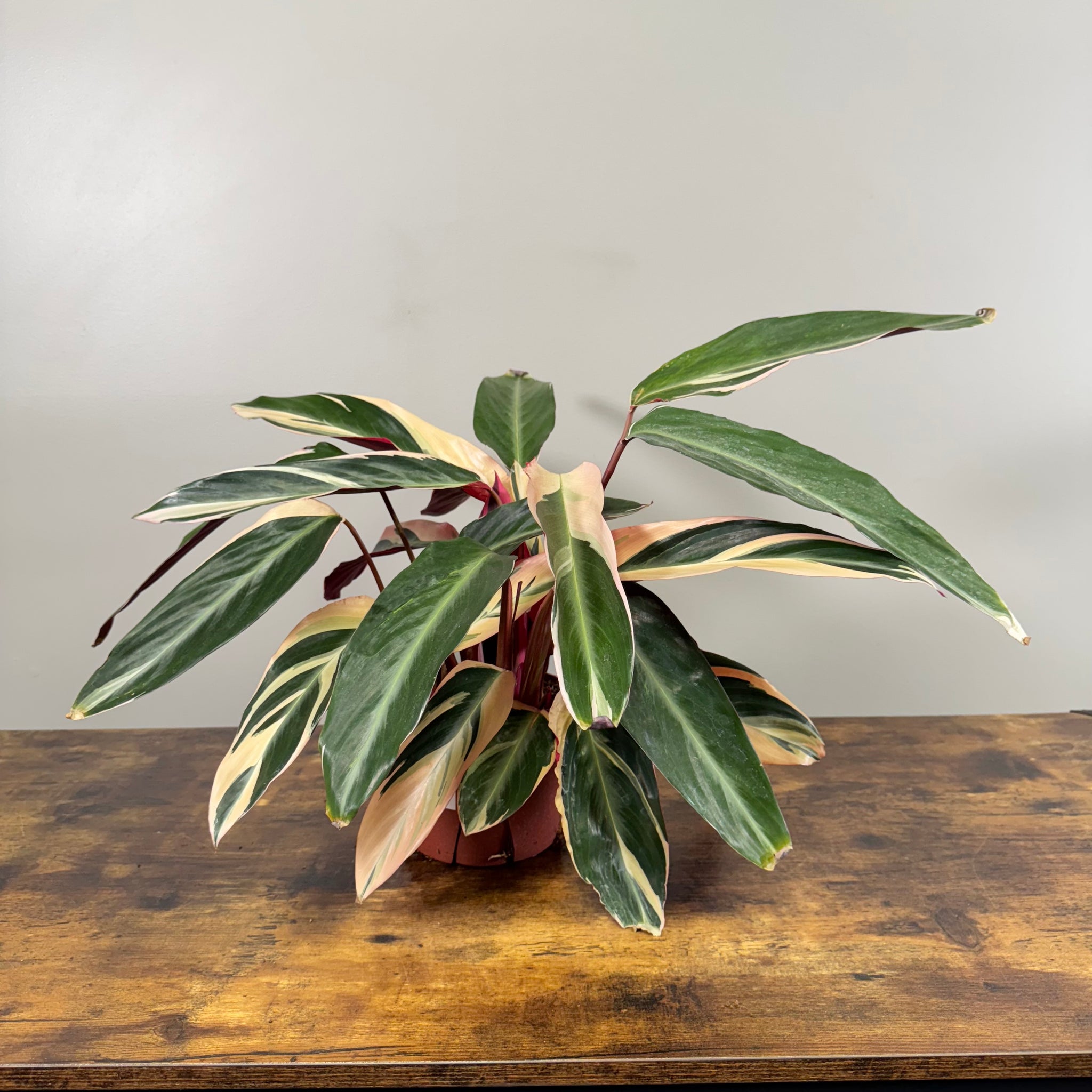 house plant striped leaves Stromanthe 'Triostar'