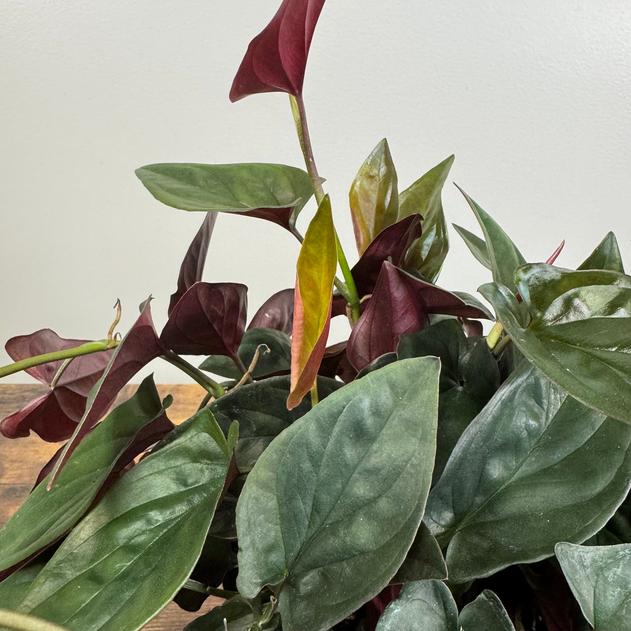 philodendron red arrow Syngonium 'Red Arrow' Plant