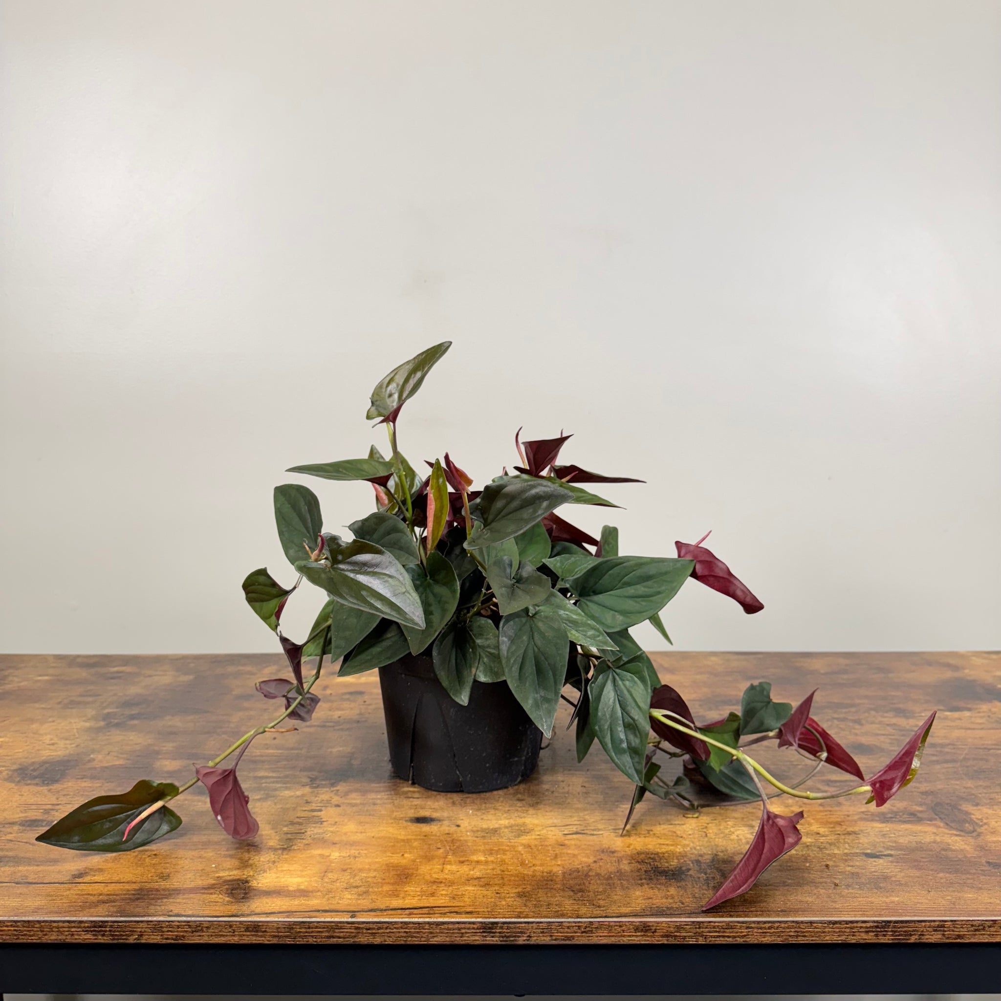 philodendron red arrow Syngonium 'Red Arrow' Plant