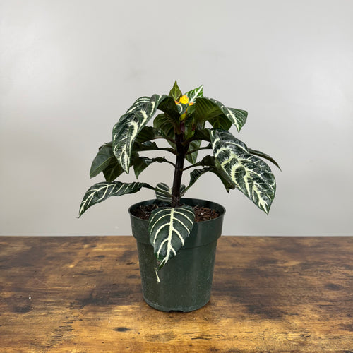 Aphelandra 'Dania' Zebra Plant