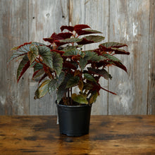 Load image into Gallery viewer, Begonia Maculata Pink Spot plant in black pot with green leaves and red undersides
