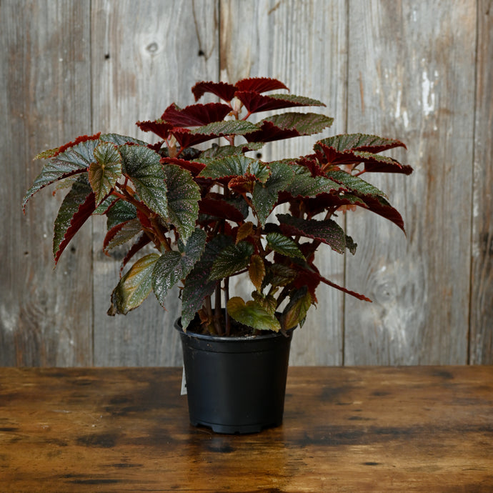 Begonia Maculata Pink Spot