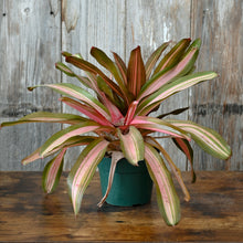 Load image into Gallery viewer, Bromeliad &#39;Neoregelia&#39;