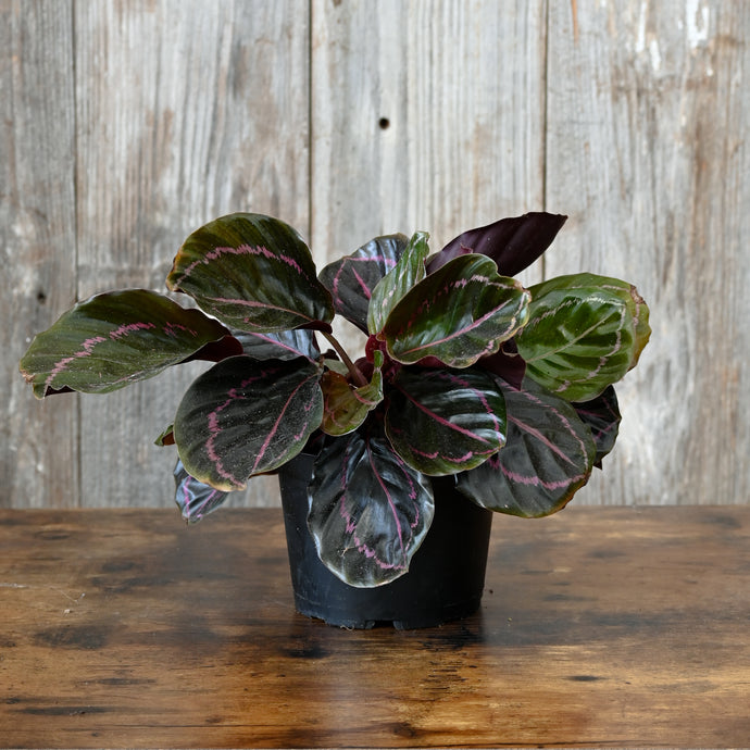 Calathea 'Dottie'