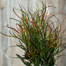 Load image into Gallery viewer, Croton &#39;Picasso Paintbrush&#39;