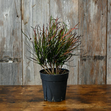 Load image into Gallery viewer, Croton &#39;Picasso Paintbrush&#39;