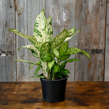 Load image into Gallery viewer, Dieffenbachia Starbright plant with variegated green and cream leaves in black pot