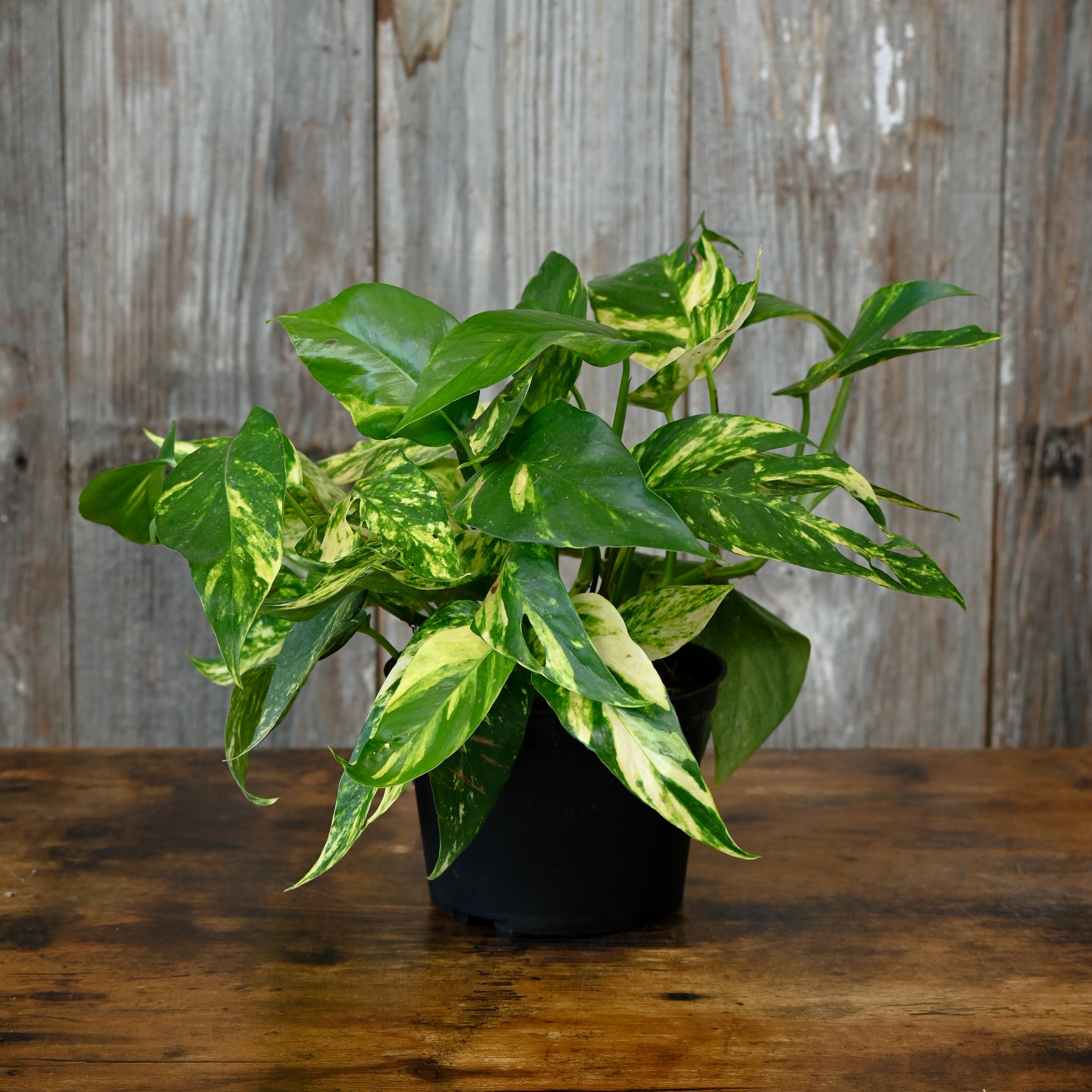 pothos radio Epipremnum 'Sunburst' Pothos