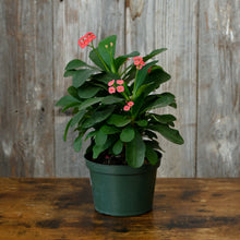 Load image into Gallery viewer, Euphorbia Crown of Thorns houseplant with bright coral-pink flowers in green pot